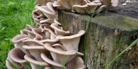 Kako uzgajati bukovače na panjevima kod kuće